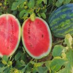 All sweet watermelon plant