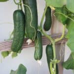 Cu 604 cucumbers plant