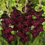 Black surprise gladiolus