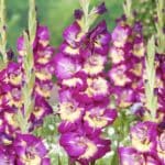 Dynamite gladiolus