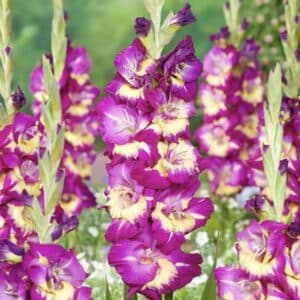 Dynamite gladiolus