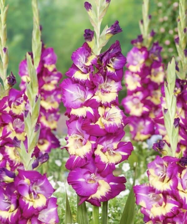 ⁦Dynamite gladiolus⁩ - الصورة ⁦1⁩