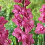Kingston Ruffle gladiolus