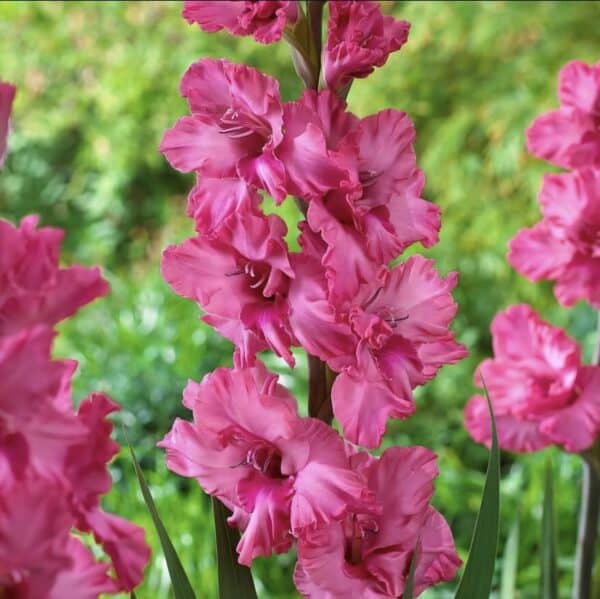 ⁦Kingston Ruffle gladiolus⁩ - الصورة ⁦1⁩