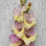 Mon Amour gladiolus