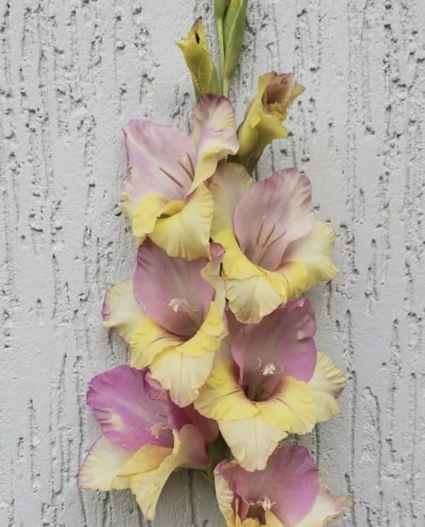 ⁦Mon Amour gladiolus⁩ - الصورة ⁦1⁩