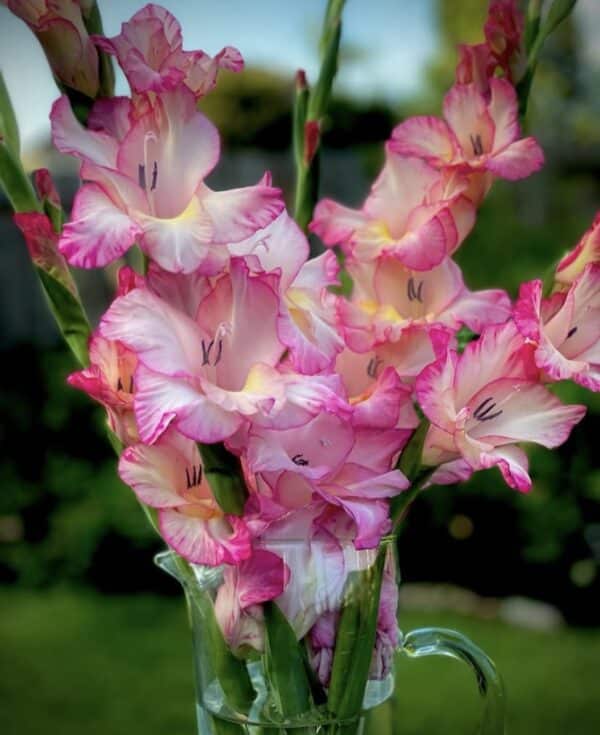 ⁦Priscilla gladiolus⁩ - الصورة ⁦1⁩