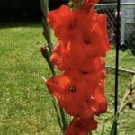Traderhorn gladiolus