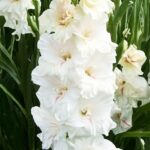 Decadent gladiolus