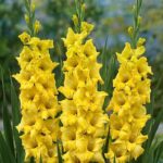 Nova lux gladiolus