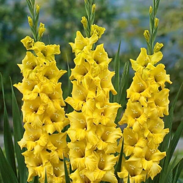 ⁦Nova lux gladiolus⁩ - الصورة ⁦1⁩