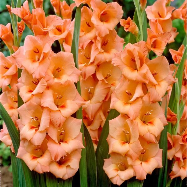 ⁦Peter pears gladiolus⁩ - الصورة ⁦1⁩
