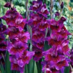 Velvet eyes gladiolus