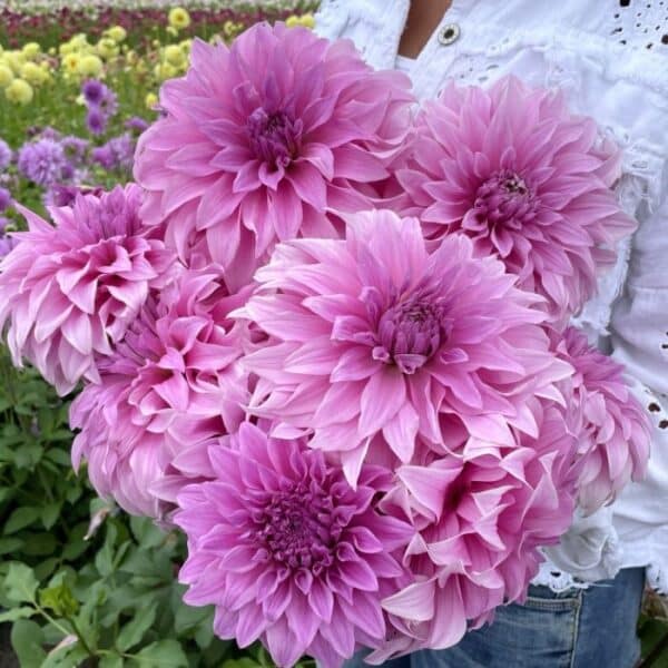⁦Vassio Meggos Dahlia⁩ - الصورة ⁦1⁩