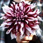 Tartan Dahlia