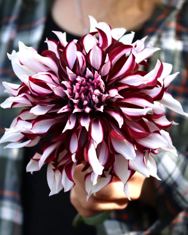 ⁦Tartan Dahlia⁩ - الصورة ⁦1⁩