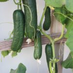 Cucumber F1 604 CU