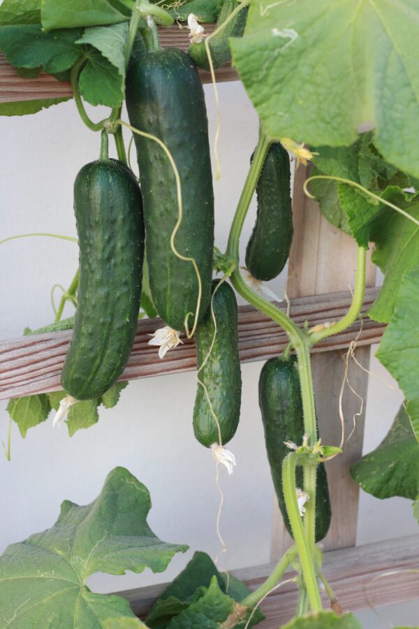 ⁦Cucumber F1 604 CU⁩ - الصورة ⁦1⁩
