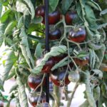 Chestnut chocolate tomatoes