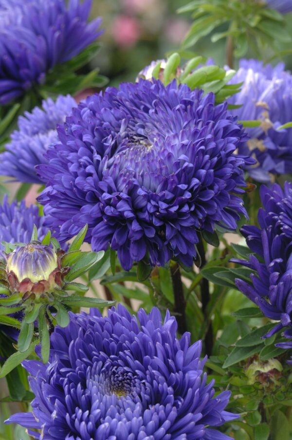 ⁦Mid blue king size aster⁩ - الصورة ⁦1⁩