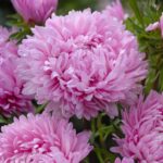 Pink king size aster