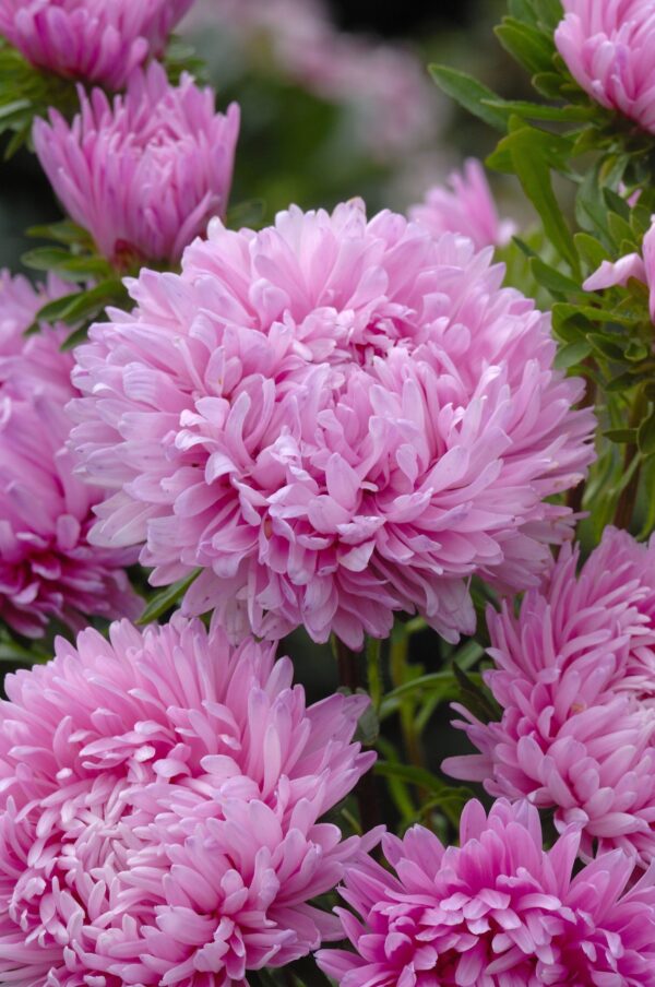 ⁦Pink king size aster⁩ - الصورة ⁦1⁩