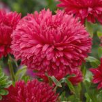 Red king size aster