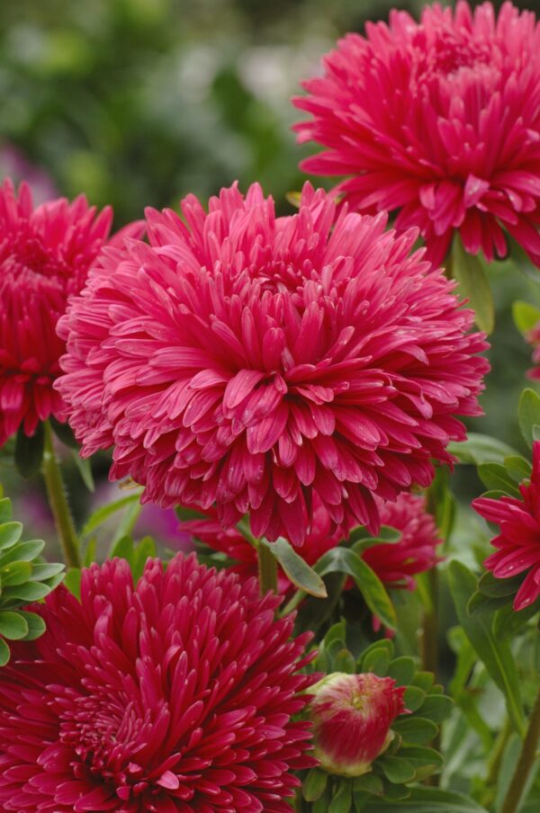 ⁦Red king size aster⁩ - الصورة ⁦1⁩