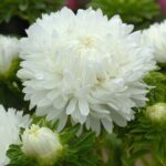 White king size aster