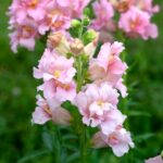 Madame butterfly pink snapdragon F1