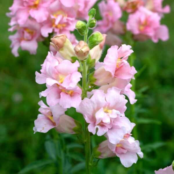 ⁦Madame butterfly pink snapdragon F1⁩ - الصورة ⁦1⁩