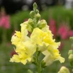 Madame butterfly yellow snapdragon F1