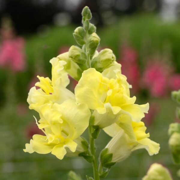 ⁦Madame butterfly yellow snapdragon F1⁩ - الصورة ⁦1⁩