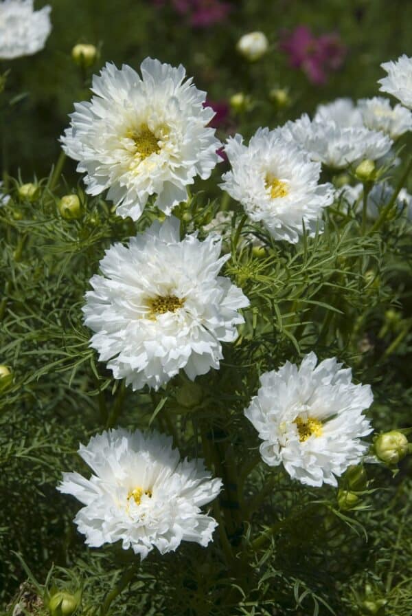 ⁦Double click snowpuff cosmos⁩ - الصورة ⁦1⁩