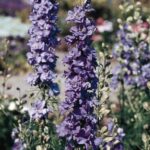 Delphinium consolida lilac
