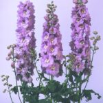 Delphinium magic fountains cherry blossom white bee