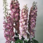 Delphinium magic fountains lilac pink white bee