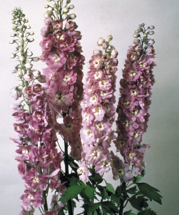 ⁦Delphinium magic fountains lilac pink white bee⁩ - الصورة ⁦1⁩