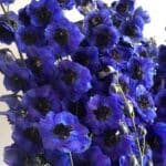 Delphinium magic fountains dark blue dark bee