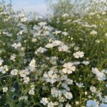 Gypsophila elegans
