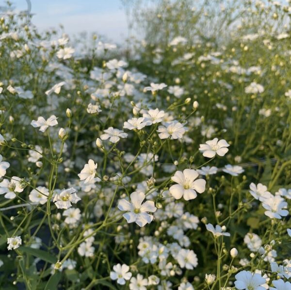 ⁦Gypsophila elegans⁩ - الصورة ⁦1⁩