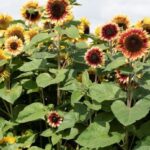Desert sun sunflowers