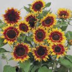 Ring of fire sunflower