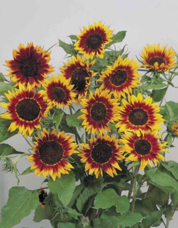 ⁦Ring of fire sunflower⁩ - الصورة ⁦1⁩