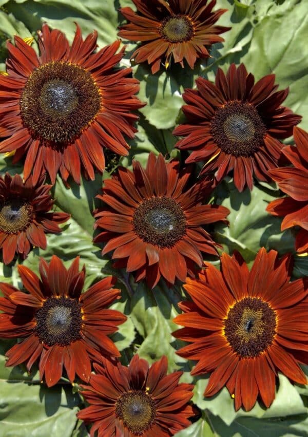 ⁦Ruby F1 sunflower⁩ - الصورة ⁦1⁩