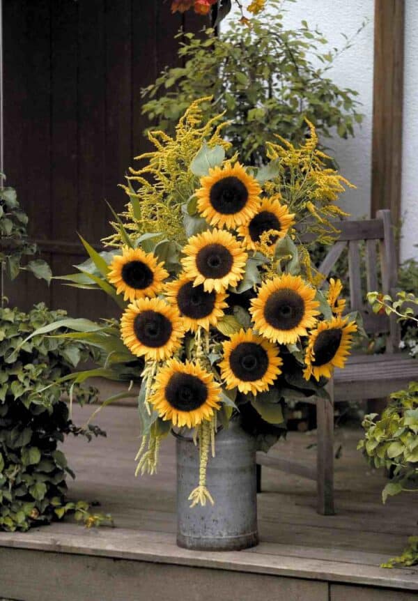 ⁦Solara sunflower⁩ - الصورة ⁦1⁩
