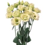 Lisianthus rosita ll green