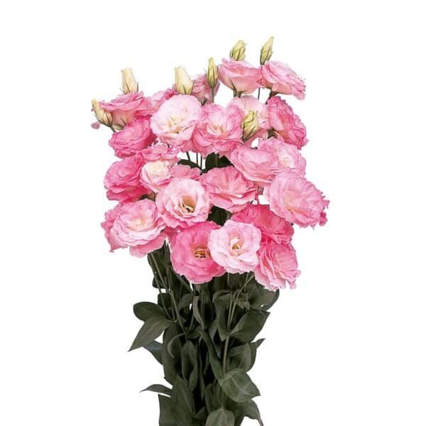 ⁦Lisianthus marichi ll mysty pink⁩ - الصورة ⁦1⁩
