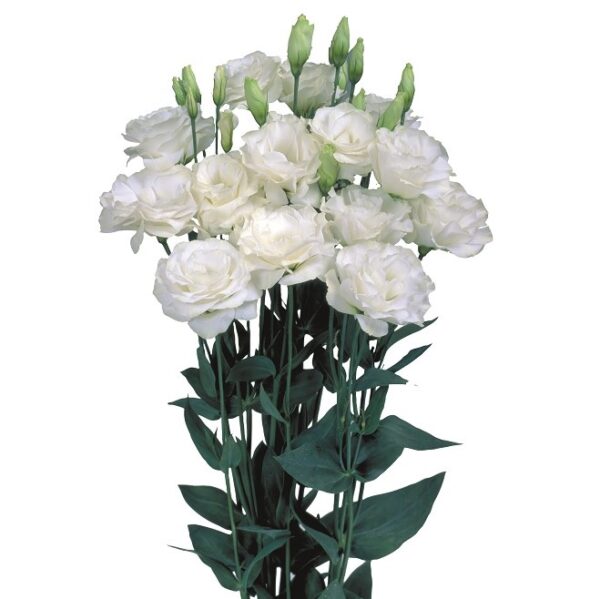 ⁦Lisianthus marichi ll pure white⁩ - الصورة ⁦1⁩