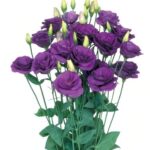 Lisianthus mariachi ll blue